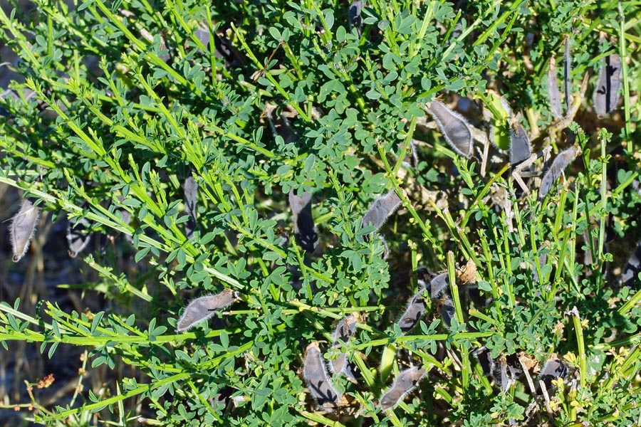 Cytisus scoparius